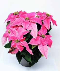 Alternative view of חלבלוב הדור