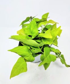 איפומאה (בטטה) ירוק