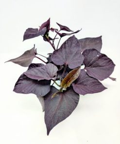 Alternative view of איפומאה (לפופית הבטטה)