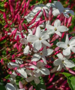 יסמין פוליאנטום בדלי