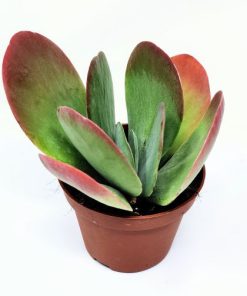 סוקולנט ע.10 (kalanchoe thyrsiflora)