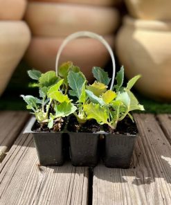 שישיית שתילי קולורבי