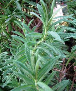 לוונדר משונן