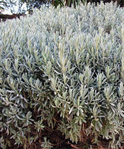 לוונדר רפואי