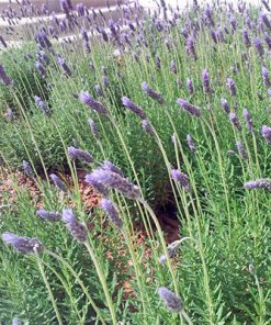 לוונדר מנוצה ע.12