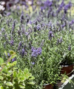 לוונדר מדריר