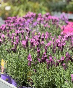 לוונדר מדריד