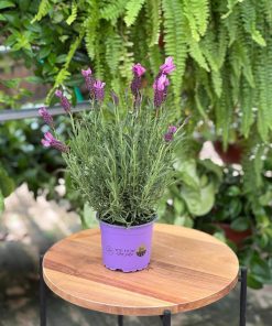 לוונדר מדריד