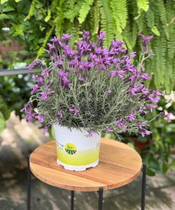 לוונדר מדריד