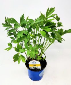 לווג' (לאושטיאן)