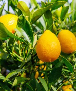 לימקווט-לימון סיני