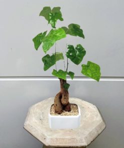 עץ האהבה בכלי קרמיקה