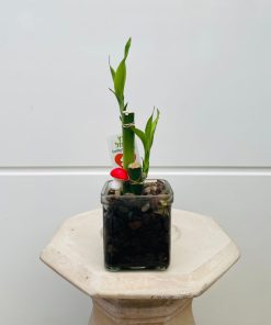 סידור לאקי במבוק בכלי זכוכית