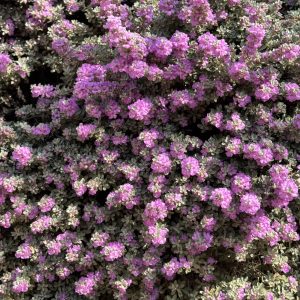 ליקופיליום