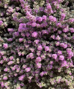 ליקופיליום