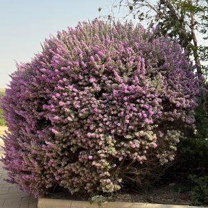 ליקופיליום