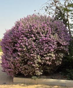 ליקופיליום