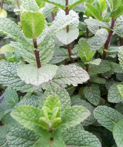 נענע ספרדית