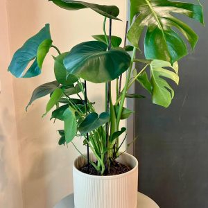 מונסטרה בעציץ קרמיקה