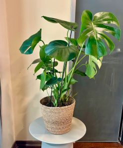 מונסטרה בסל