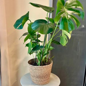 מונסטרה בסל