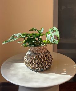 מונסטרה מנקי