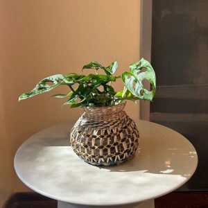 מונסטרה מנקי