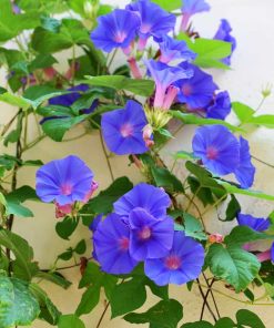 איפומאה מטפס