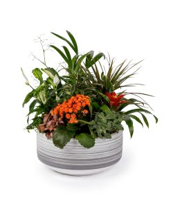 קוקטלים ומארזים