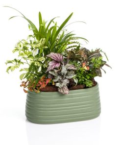 קוקטייל אי ירוק