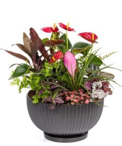 קוקטייל מהאגדות