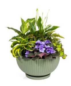 קוקטייל מרגש