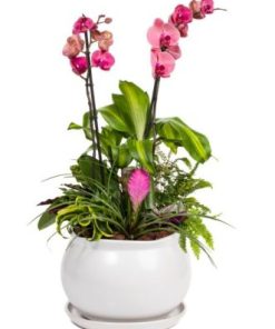 קוקטייל טרופי