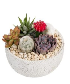 קוקטייל צבר