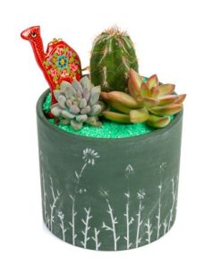 קוקטייל סהרה