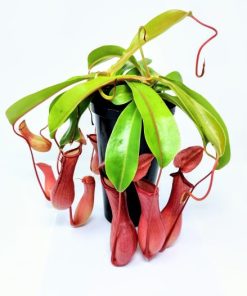 צמח טורף כדנית ק. 14