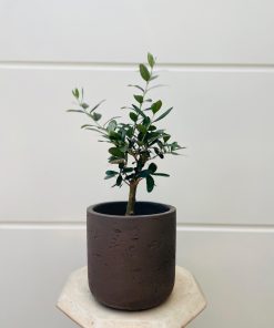 עץ זית בכלי דמוי בטון