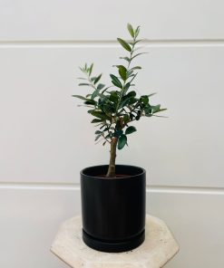 בונסאי זית בכלי שחור