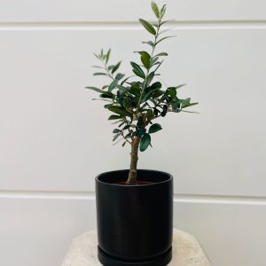 בונסאי זית בכלי שחור
