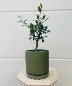בונסאי זית בכלי ירוק
