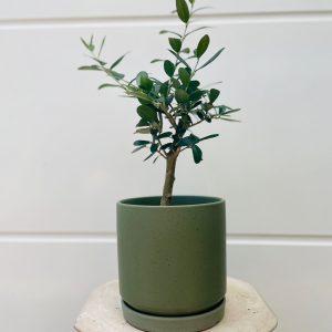 בונסאי זית בכלי ירוק