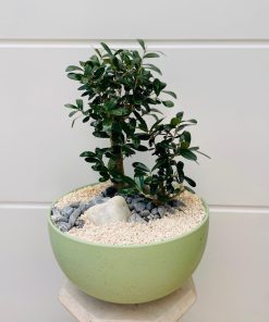 זית בקרמיקה ירוק