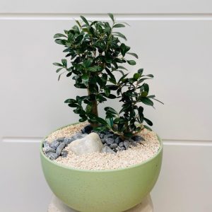 זית בקרמיקה ירוק