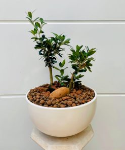 זית בקרמיקה לבן