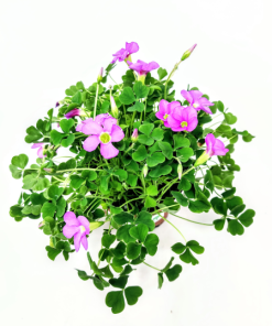 Alternative view of חמציץ פורח ע.12