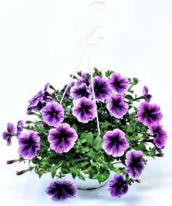 פטוניה בקערה