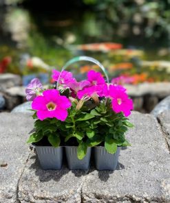 פטוניה בשישייה