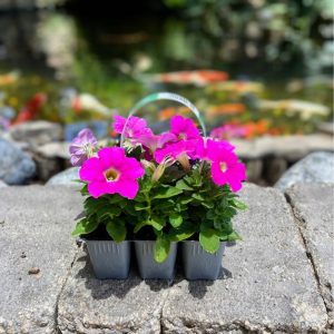 פטוניה בשישייה