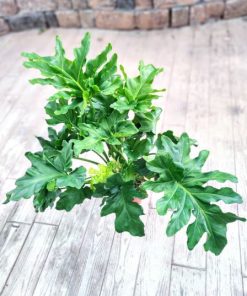 פילדנדרום ביפי