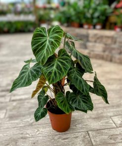 פילדנדרום על מוס